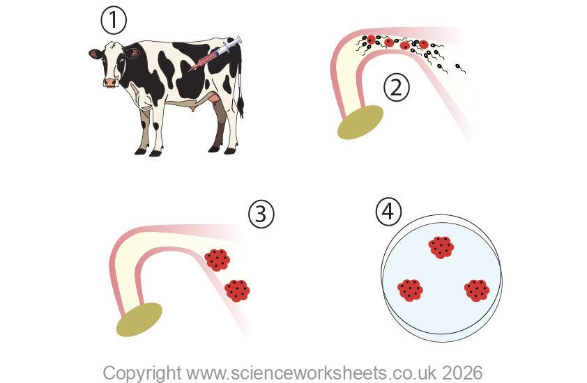 Embryo splitting part 1