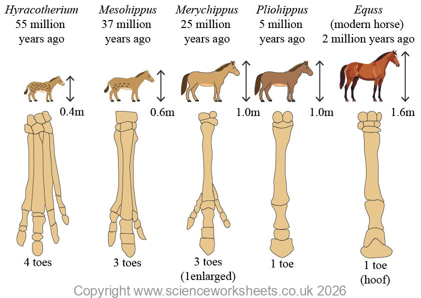Evolution of the horse, showing how toe design changed over time