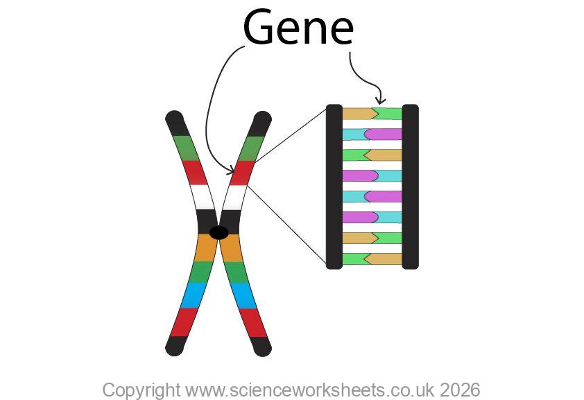 Gene on a chromosome