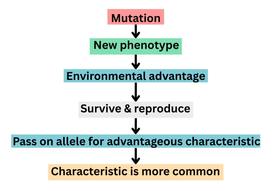 Flow chart to show how a mutation can result in a change in the population