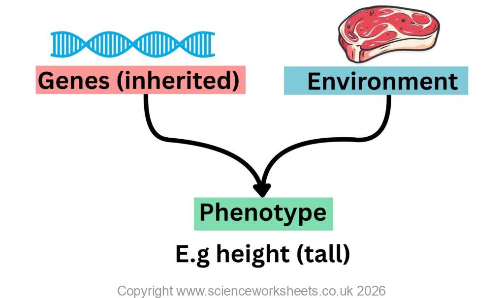 how the gene and environment interact to form a phenotype