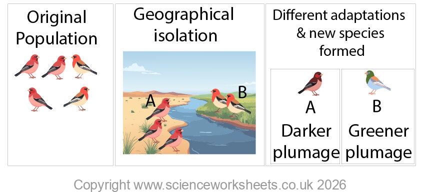 Geographical isolation diagram for speciation