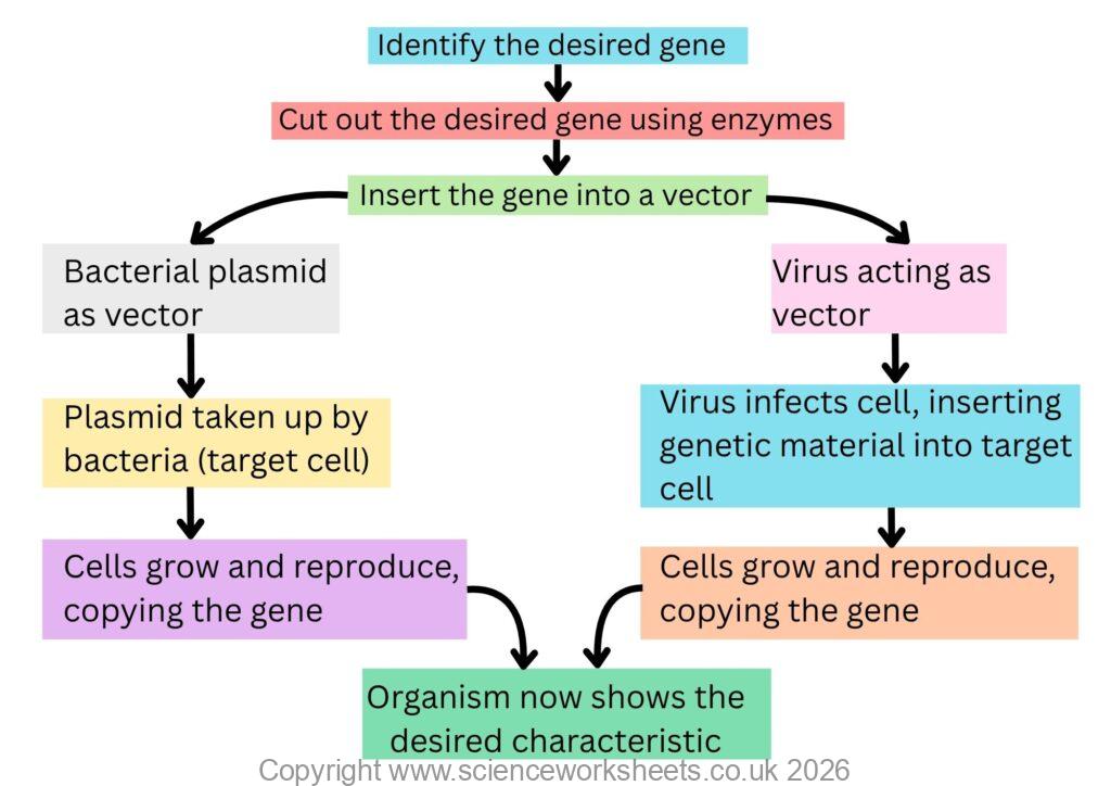 How genetic engineering works
