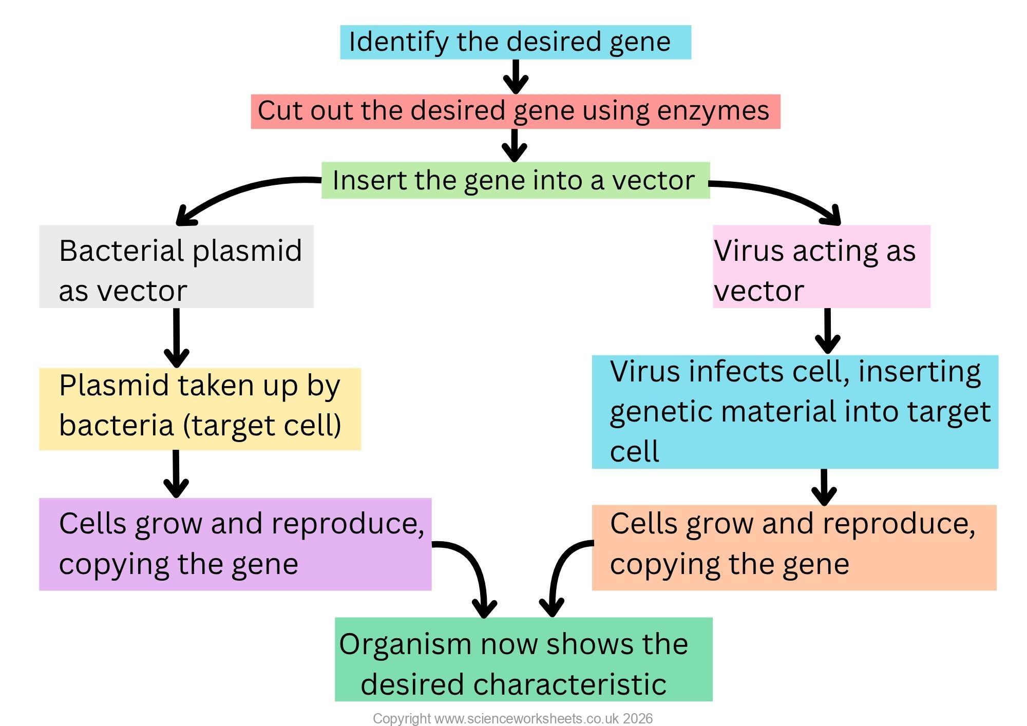 AQA GCSE Genetic engineering(Biology) - Science Worksheets