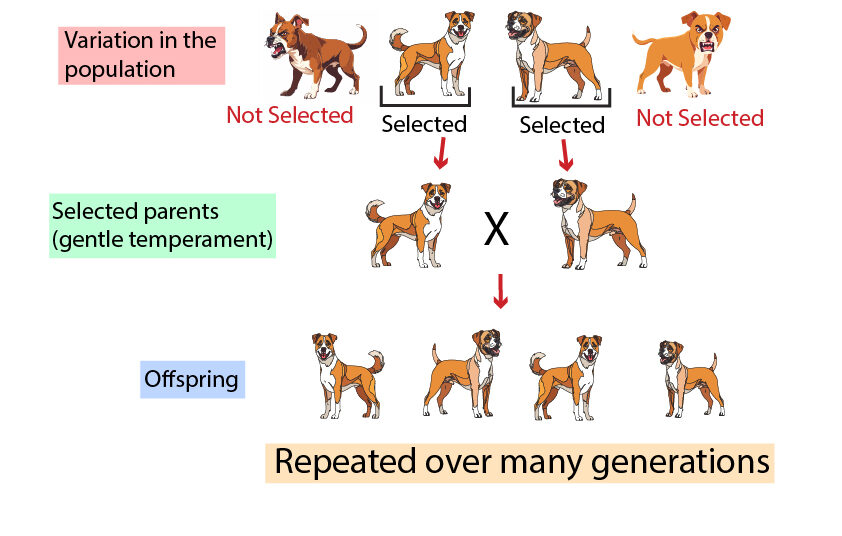 Image showing selective breeding and how it works