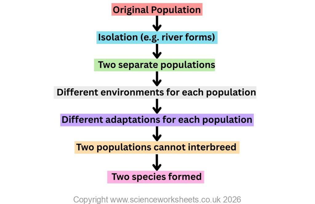 Flow chart to show the stages for speciation