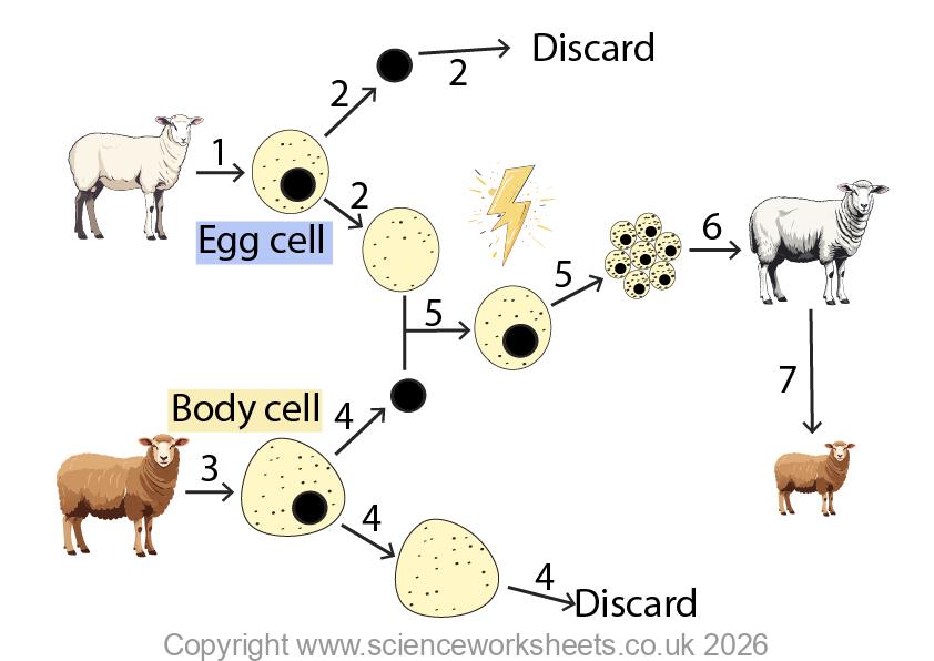 Adult cell cloning