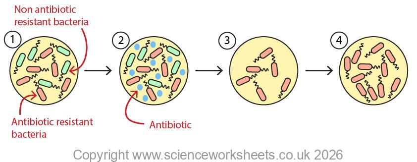 antibiotic resistant bacteria and how they develop
