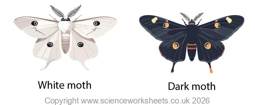 Dark and light coloured moths