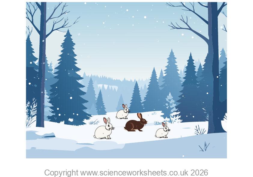 Evolution and camouflage, showing some rabbits standing out in a snow background