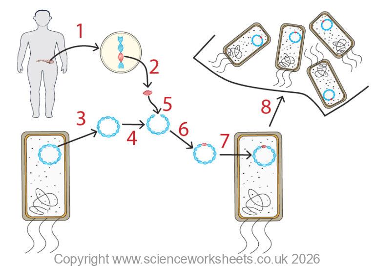 AQA GCSE Genetic engineering(Biology) - Science Worksheets