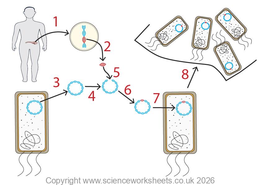 Genetic engineering process explained in steps