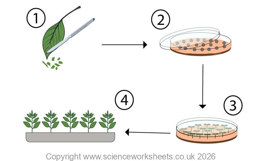 Tissue Culture